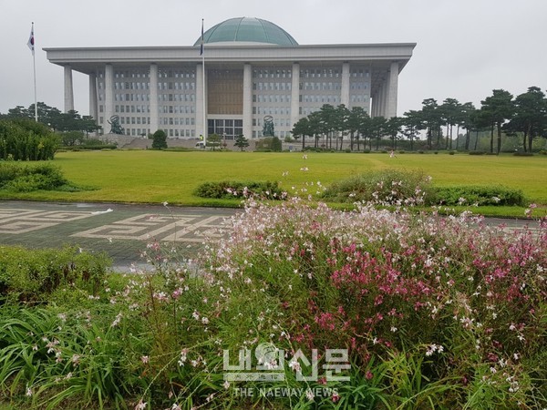 서울,여의도 국회의사당 잔디광장에 (가우라)낮달맞이꽃이 흐드러지게 피고 있다.