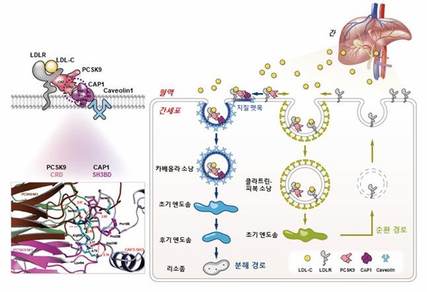 CAP1이 PCSK9과 결합하여 LDL 수용체를 지질 뗏목으로 유도, 카베올린, 리소좀을 거쳐 분해시키는 과정. [좌] 혈중 LDL 콜레스테롤이 간세포 표면의 LDL 수용체(LDLR)와 결합해서 세포내로 흡수됨. 이 과정에서, PCSK9, CAP1, 카베올린 (Caveolin1)이 LDL수용체와 복합체를 형성함. 아래는 PCSK9과 CAP1의 결합부위 구조. [우] 간세포에서 LDL 콜레스테롤이 LDLR와 결합하면 둘 중 하나의 흡수과정을 겪게 됨. 즉, PCSK9, CAP1, Caveolin1과 결합하면 지질뗏목으로 유도되어 카베올라 소낭, 엔도솜을 거쳐 리소좀에서 LDL수용체가 분해됨. 반면 CAP1의 결합이 없을 경우에는 LDL-C / LDL-R 결합체는 클라스린-피복 소낭을 거쳐 재순환 사이클로 유도되어 LDL-C은 세포내에서 분해 사용되고, LDL 수용체는 세포막으로 돌아가서 재활용 됨.