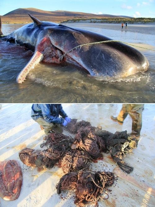 (위)스코틀랜드 헤브리디스제도의 해안에 밀려온 죽은 향유고래(아래)향유고래 위에서 나온 쓰레기.(사진=SMASS 페이스북)