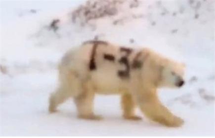 북극곰 몸에 낙서가 동물학대 논란