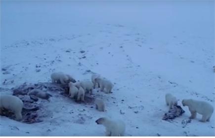 러시아  극동 추코트카 자치구 한 마을 주변에 50마리가 넘는 북극곰이 출몰했다.