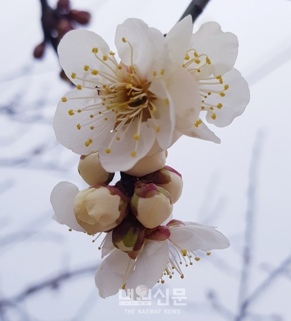 21일 강원도 양양군 현남면 휴휴암 길목에 매화꽃이 봄 소식을 알리고 있다.