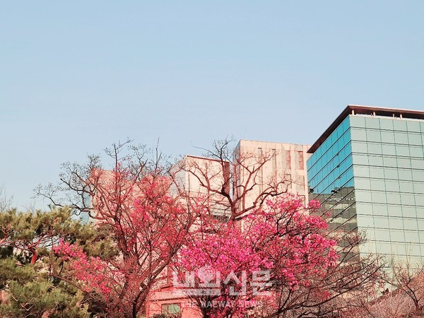 6일 오후 서울,강남구 봉은사 경내에 홍매화가 만발해 봄을 알리고 있다.