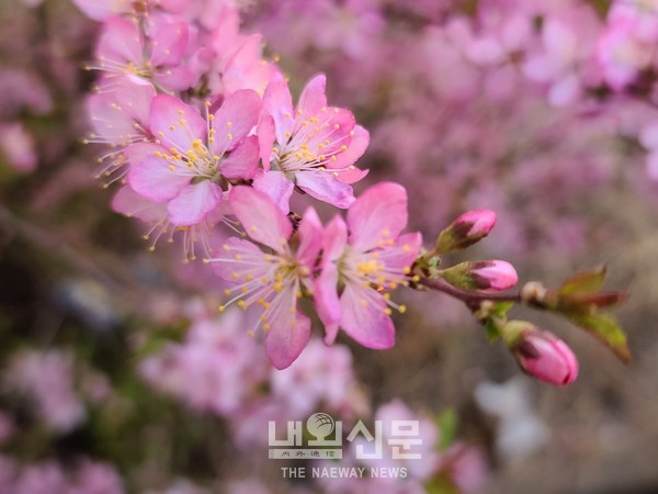 한식인 5일 인천,중구 도원동 언덕에 팡크빛 복사꽃이 만발해 눈길을 사로잡고 있다.