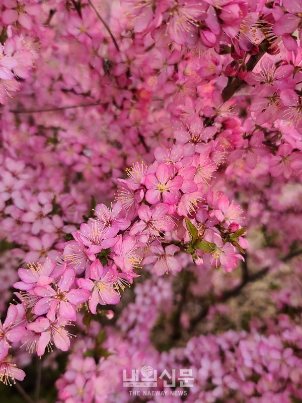 5일 오후 인천,중구 도원동 언덕에 핑크빛 복사꽃이 만발해 시선을 사로잡고 있다.