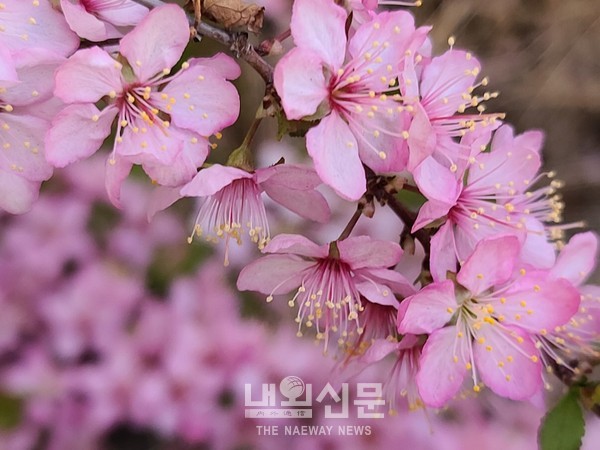 5일 오후 인천,중구 도원동 언덕에 복사꽃이 만발해 있다.