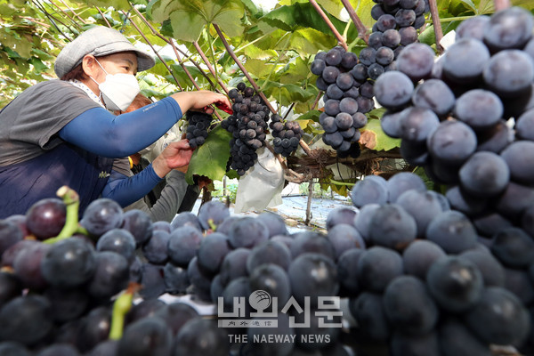 (포토뉴스) 추석을 앞두고 옹진군 영흥면 농가에서 15일 포도를 수확하고 있다.