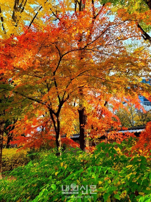 8일 오후 서울,덕수궁 돌담길 안으로 오색 단풍이 가는 가을을 배웅이라도 하듯 마지막 정열을 불태우고 있다.