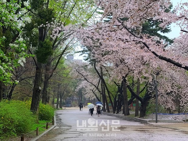 휴일인 3일 오전 서울,덕수궁에 봄비가 내리면서 벚꽃이 비처럼 내리고 있다.