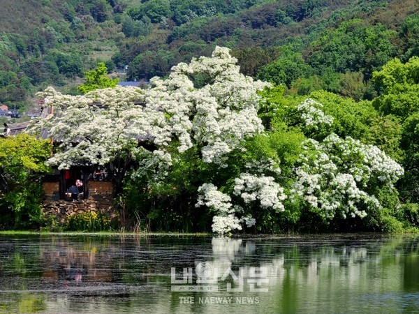 경남 밀양시 부북면에 위치한 위양지에 이팝나무 꽃이 완재정을 수놓고 있다.