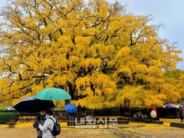 8일 인천,남동구 인천대공원 입구에 국가지정문화재로 지정된 은행나무가 가는 계절을 아쉬워 하고 있다.