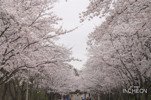 인천대공원 벚꽃사진(인천시청 제공)