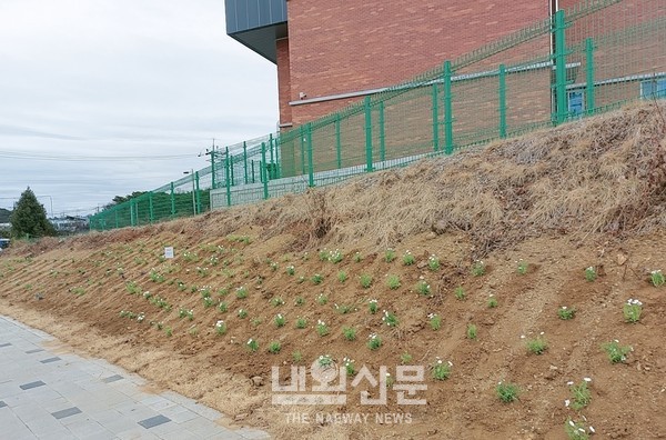 계양중학교 주변 초화 식재 1