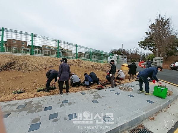 계양중학교 주변 초화 식재 3